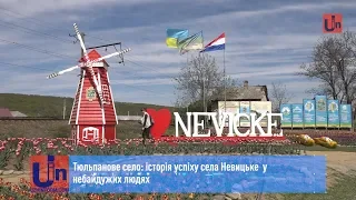 Тюльпанове село: історія успіху села Невицьке  у небайдужих людях