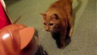 Cat vs Balloon