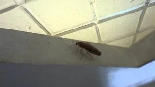 Pregnant German Cockroach Las Vegas Pest Control