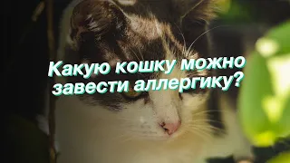 Какую кошку можно завести аллергику?