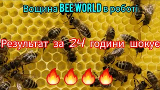 Розширення бджіл вощиною BeeWorld. Результат за 24 години вражає😲🔥🔥🔥🐝🐝🐝🐝