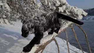 Snow black leopard 4K