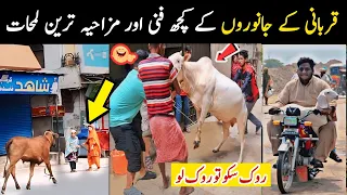 Most Funny Qurbani Animals caught on camera part 2 | anari qasai | Aina Tv