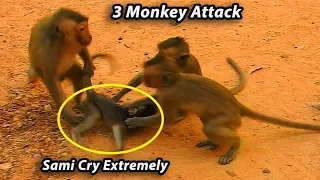 Oh My God! Heart Attack! Cruel 3 Monkey Attack Small Baby Sami Cry Extremely Call Mom Help