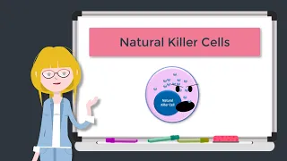 Natural Killer Cells - Best Immunology Tutorials Dr Kristeen Barker