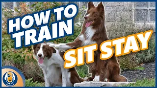 How To Teach A Dog To Stay WITHOUT Luring, Collar Pops Or Using The Word “Stay” #134 #podcast