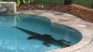 Alligator found at bottom of pool