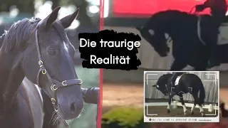 Traumatisiert nach der Auktion?! Die traurige Realität  |  Die Geschichte von Grazia Noir