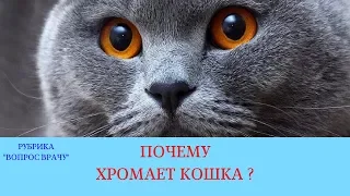 Почему хромает кошка?