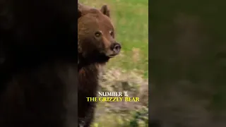 BEAR RANKING! Based on strength and abilities #animals #shorts #ranked