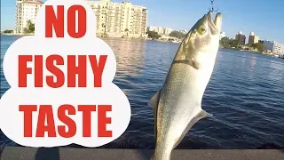 Best Bluefish Recipe Ever, NO FISHY FLAVOR (Catch and Cook)