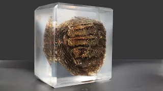 Giant Paper Wasp Nest Cast In Epoxy Resin And Cut In Half