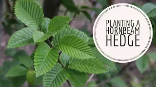 Planting a hornbeam hedge | The Impatient Gardener