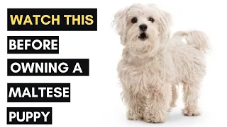 12 Things You should Know Before Getting a Maltese Dog 101