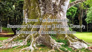 Ludwig Van Beethoven Symphony No. 5 in C Minor Op. 67 Movement 1 Allegro Con Brio