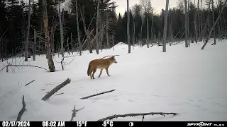 2/17/24 8:02 blond coyote