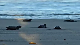 Мексиканские активисты выпустили в океан 2300 оливковых черепах (новости)