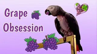 Einstein Parrot has a Grape Obsession