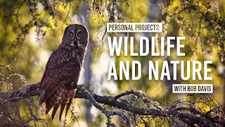 Personal Projects | Wildlife and Nature with Bob Davis