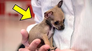 No One Wanted to Adopt the Puppy. The Reason makes Speechless