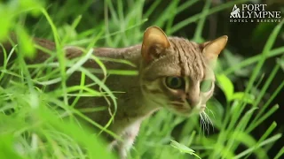 Small Carnivore September: Species Spotlight: Rusty Spotted Cat