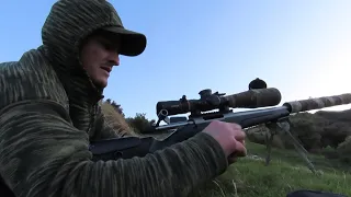 Sniper Hogs! Pig Control Before Lambing. NZ Hunting. 3 Shots.