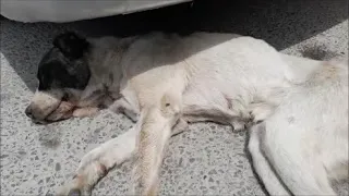 Собаку отравили  Мы пытались ей помочь