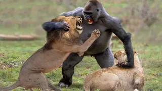 25 TIMES ANIMALS MESSED WITH THE WRONG OPPONENT #5