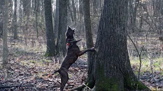 Gettin' Squirrely: Squirrel dogs Unleashed