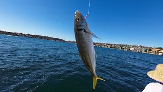 Fishing - Sydney Harbour - Yellowtail  Scad (Yakka) - 30/07/2023