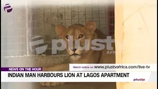 Indian Man Harbours Lion As Guard At Lagos Apartment