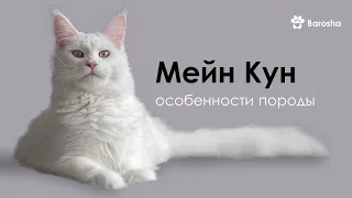 Мейн Кун особенности породы