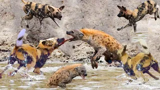 Painful Hyena Is Brutally Attacked By Wild Dogs To Steal Its Prey. Animal Life 2022