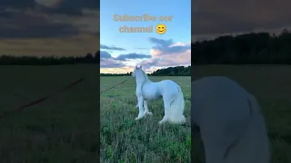 animal horse dance American music 🎵