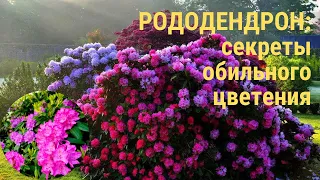 РОДОДЕНДРОНЫ: секреты роскошного цветения и правила ухода. Как вырастить Рододендрон в любом саду.