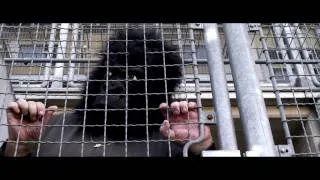 King Kongs Tränen - Ein Film von Peter Kern (Offizieller Trailer)