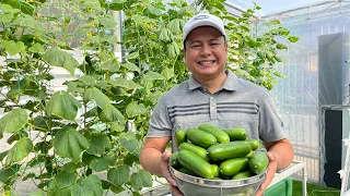 Hydroponically Grown Cucumber from Seed Germination to Harvest(with English subtitle) | Nars Adriano