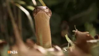 Königs Kobra Faszination Giftschlange