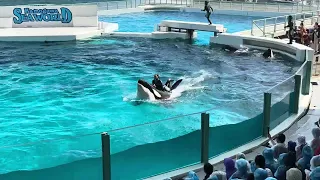 The Orca Whale show| Kamogawa Sea World Japan| Uncut