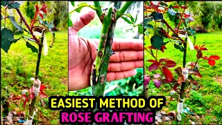 How to graft rose plant | Rose Grafting technique