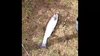 How to kill and bleed a trout.