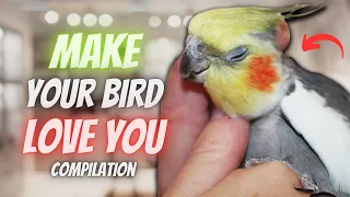 How to Make Your Cockatiel Bird Love You 💖 | Compilation