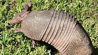 armadillo 2