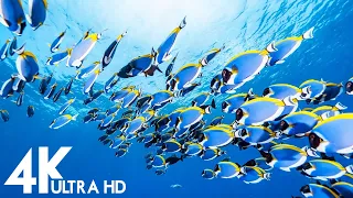 Aquarium 4K Video (ULTRA HD) - Beautiful Coral Reefs Fish with Relaxing Music - Oceanscapes 4K Video