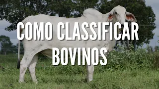 Como classificar BOVINOS | BOVINOCULTURA