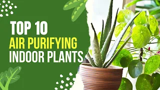 Top 10 Air-Purifying Indoor Plants!