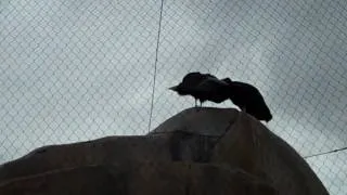 San Diego Zoo - Condor 1