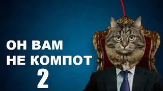 СУПЕР КОТ КОМПОТ  --  2
