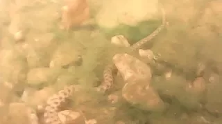 Шахматная змея в реке Кушугум