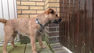 Border Terrier Woody's sunday morning stroll